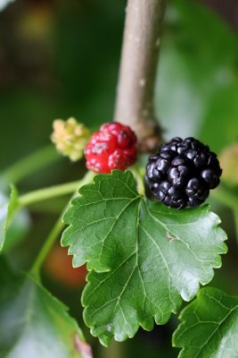Morus alba 'Pendula' - morušovník bílý - fáze plodu